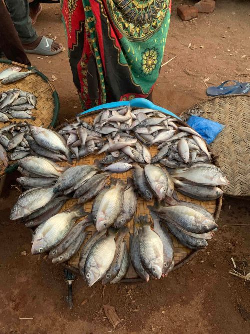 Fish at a market in Malawi