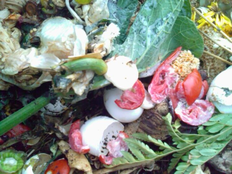 Food scraps in the compost bin before turning. Photo credit: Beth Clawson l MSU Extension