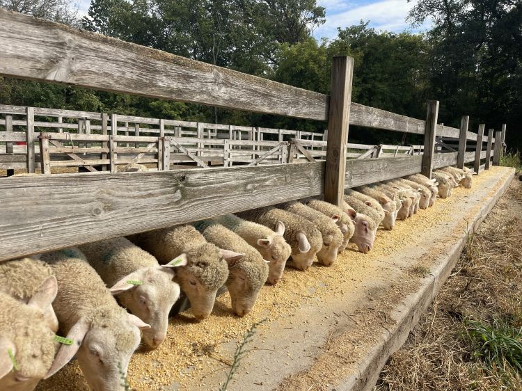 white sheep eating at a wooden feed bunk