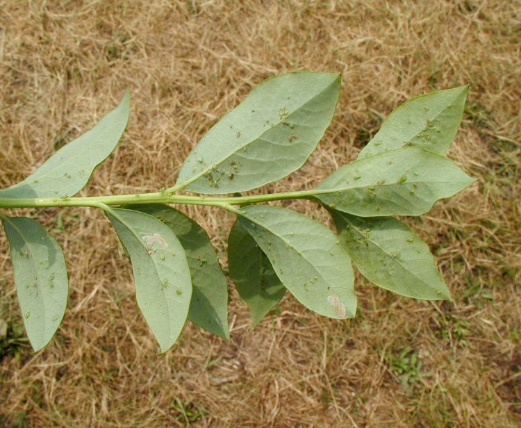 Aphids on leaves