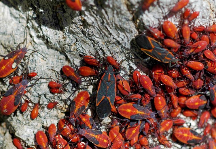 A swarm of boxelder bug adults and nymphs on a tree.