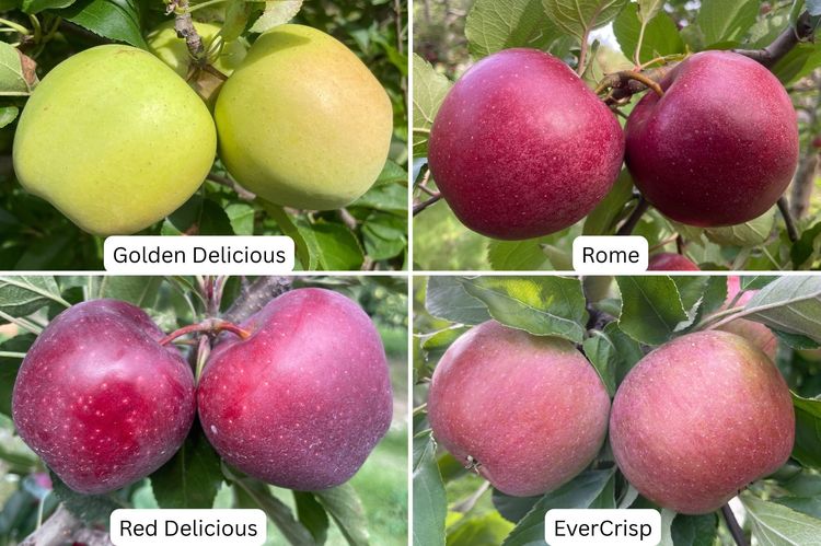 Golden Delicious, Red Delicious, Rome, and EverCrisp apples