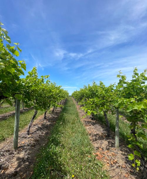 Grape vineyard.