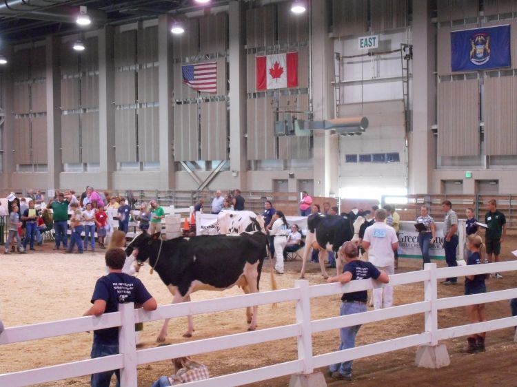 4-H members evaluate cattle during the state dairy cattle judging contest. Photo: Melissa Elischer, MSU Extension.