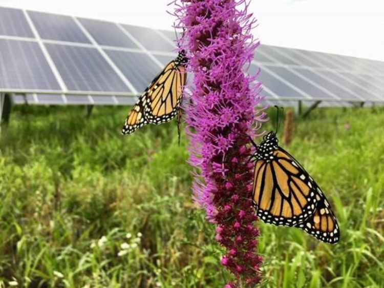 pollinator solar site