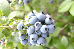 MSU research team receives USDA grant to evaluate effectiveness, cost of new blueberry pest management strategies