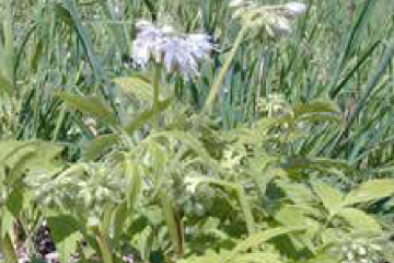 Virginia waterleaf