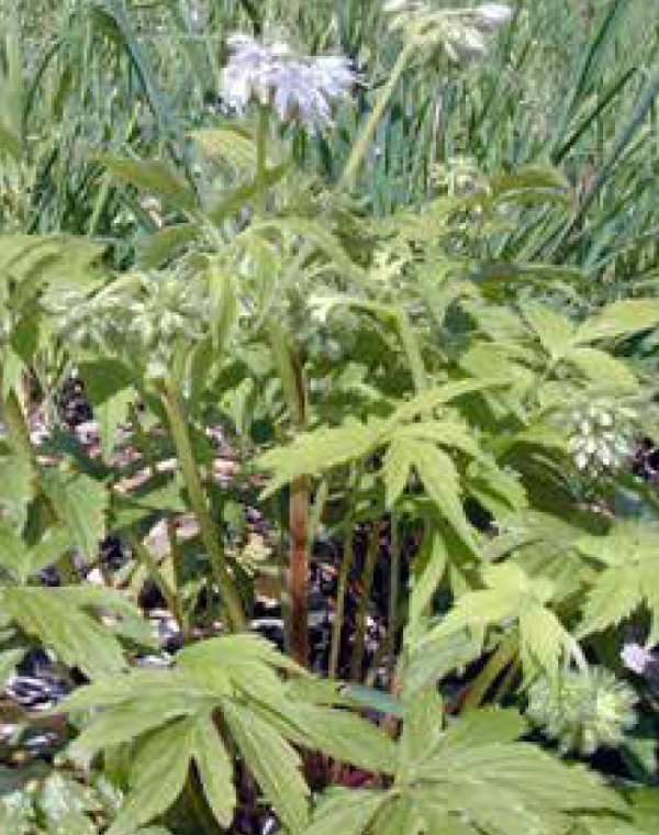 Virginia waterleaf