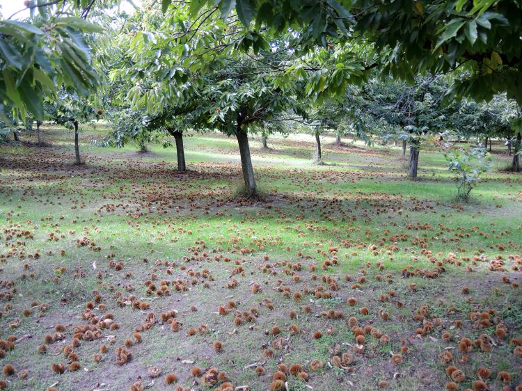 Chestnut harvest in Michigan. Photo by Erin Lizotte, MSU Extension.