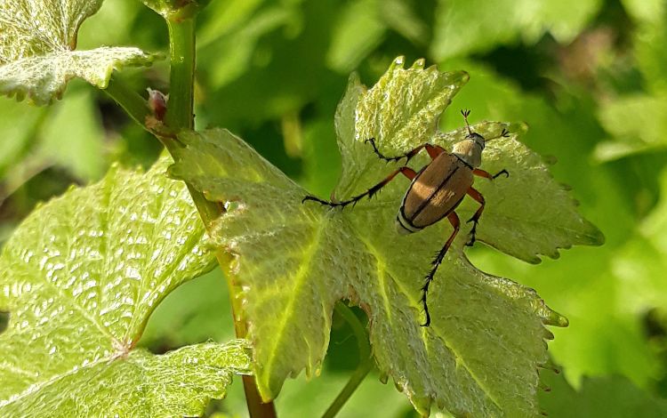 Adult rose chafer.