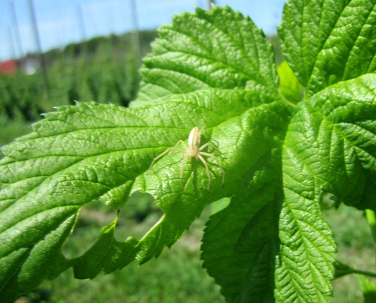 Spider on hop. Photo credit: Erin Lizotte, MSU Extension