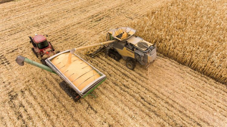 Combine emptying into grain wagon.