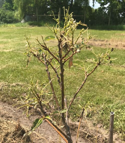 Young chestnut completely defoliated by European rose chafer.