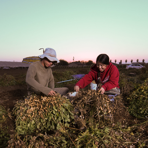 Two farmers harvest their crop in a field.