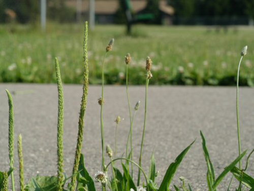  broadleaf plantain6.jpg 