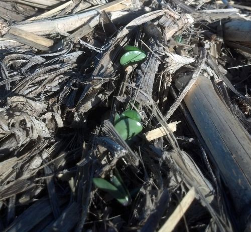 Early planted no-till soybeans emerge from the soil in a field near Rogers City, Michigan. Photo credit: James DeDecker, MSU Extension