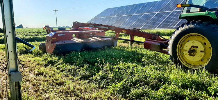 Alfalfa hay being harvested in front of solar panels.