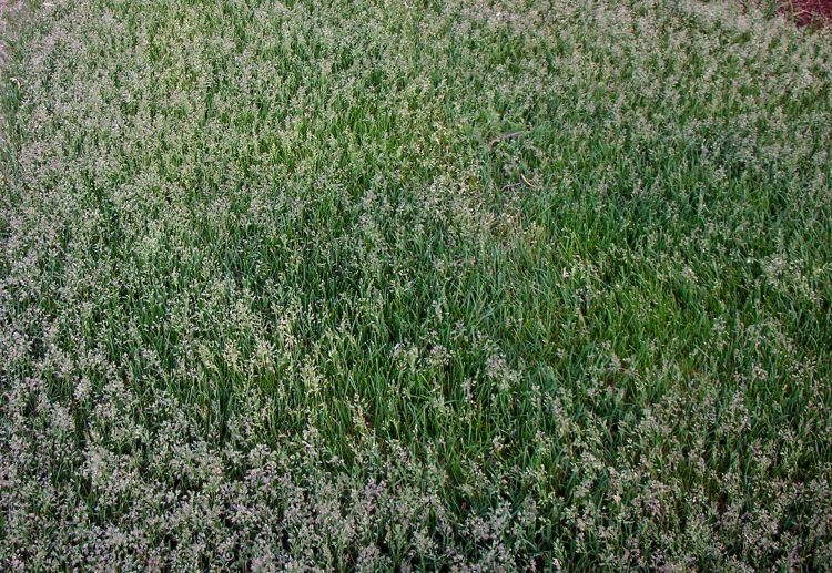 Seedheads in a Kentucky bluegrass turf