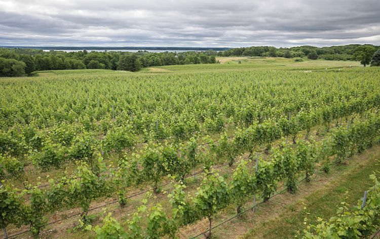 A grape vineyard.