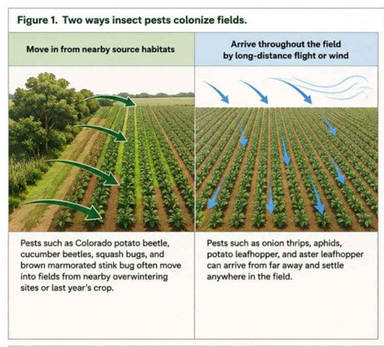 Illustration of two insect pest colonization patterns in crop fields. On the left, arrows show pests moving into a field from nearby trees and vegetation. On the right, arrows show pests arriving by wind or long-distance flight and spreading throughout the field.