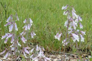 Penstemon, Hairy beardtongue