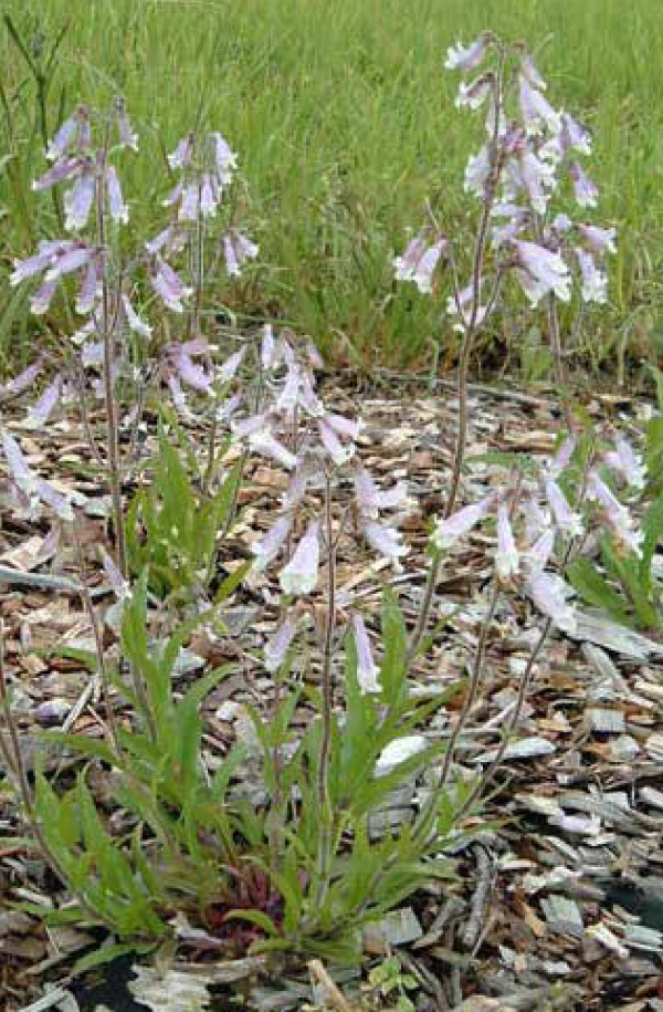 Penstemon, Hairy beardtongue