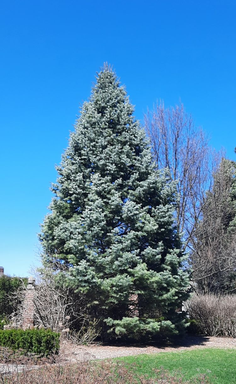 Concolor fir in the landscape.