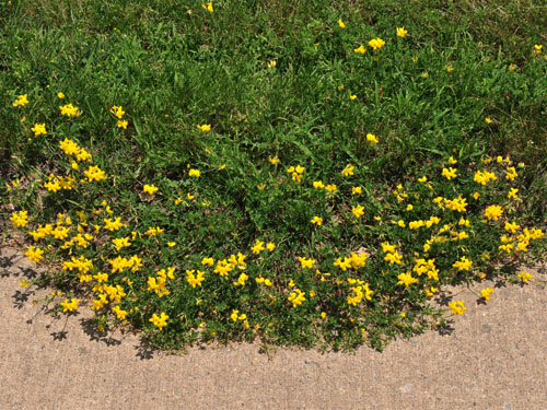  Birdsfoot Trefoil1.jpg 