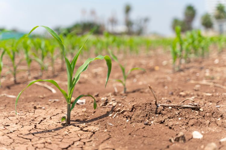 Dry corn field.