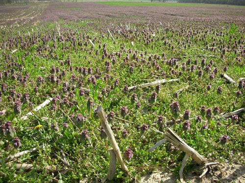  Purple Deadnettle3.jpg 