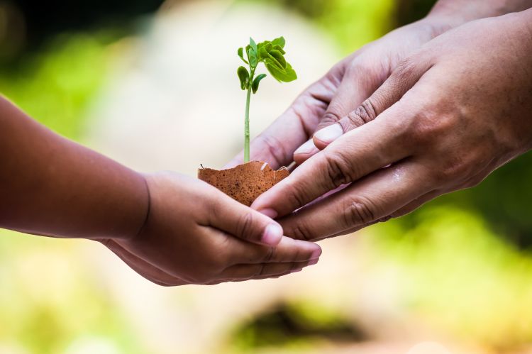 Growing plant in hands