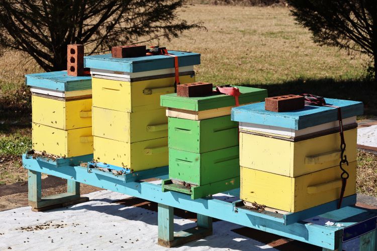 Alt text: Four small bee hives in a row.