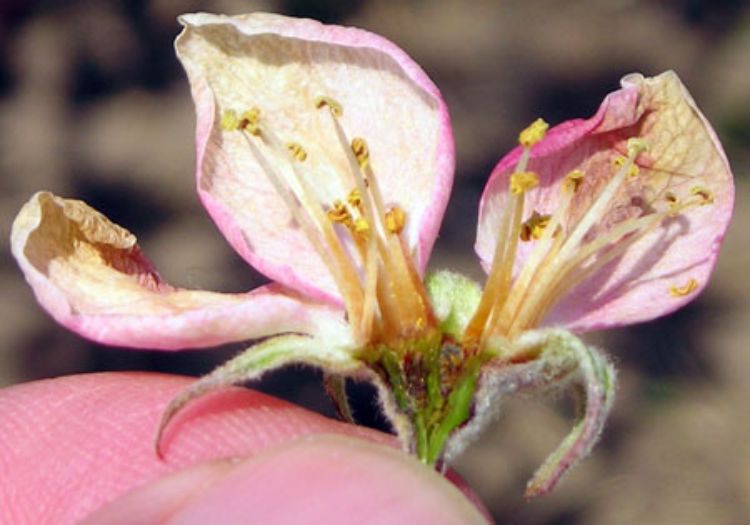 Apple flower killed by freeze