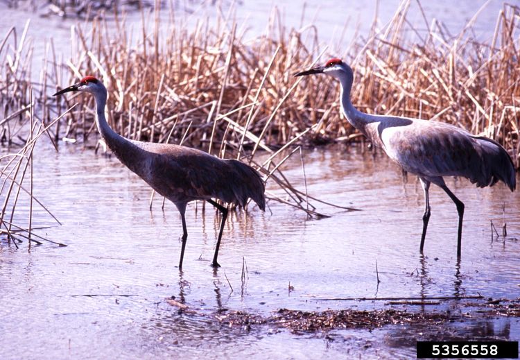 Sandhill cranes.