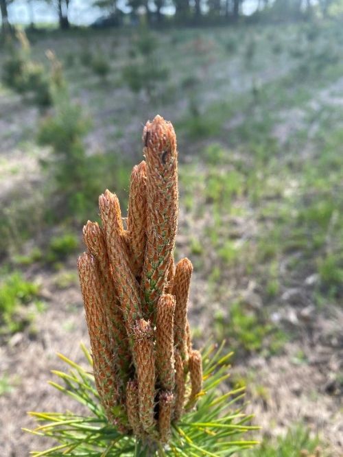 Early instar gypsy moth larvae on Scots pine.