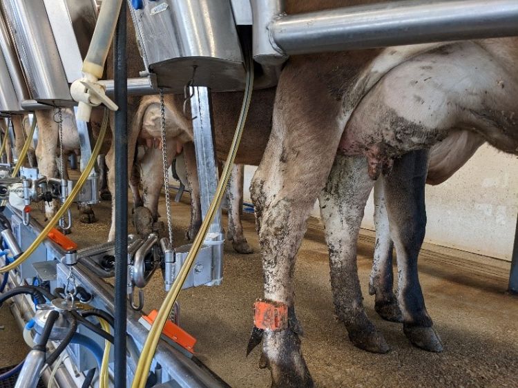 Cow being milked.