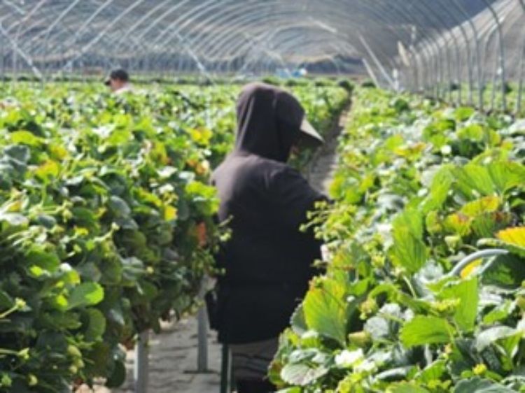 person wearing black clothes standing in a greenhouse looking at green plants