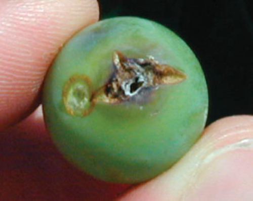 Second generation larvae feed on the expanding berries, and feeding sites are visible as holes.