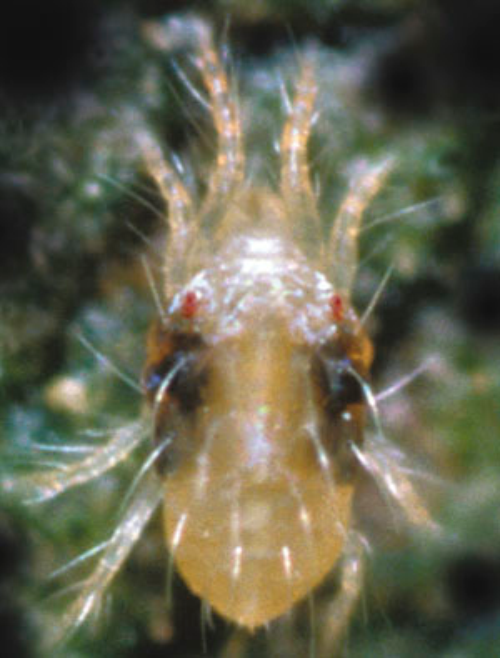 Two-spotted spider mites can be seen with a 20X hand lens.