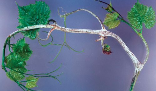  Young shoot covered with spores. 