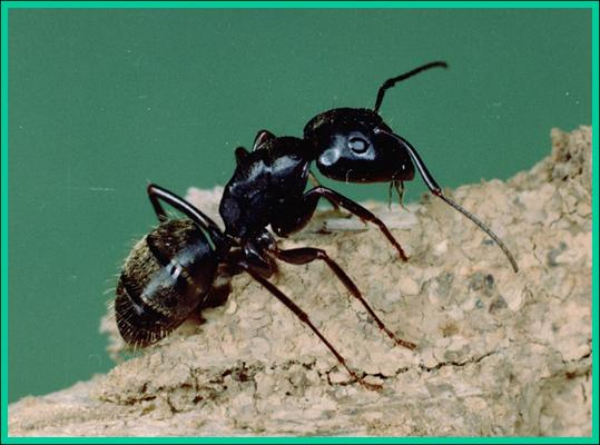 Carpenter ant