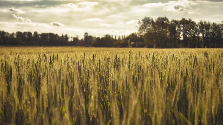 Wheat field