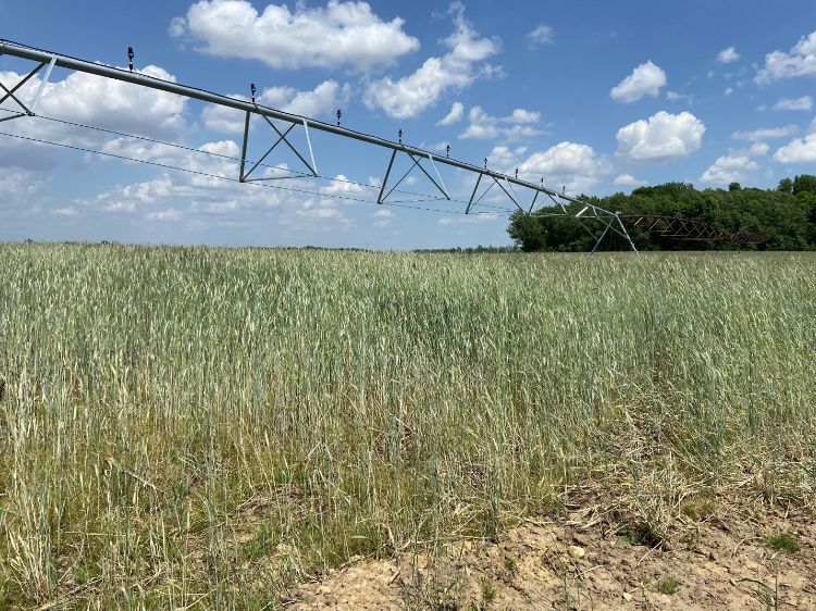 Irrigator in a field.