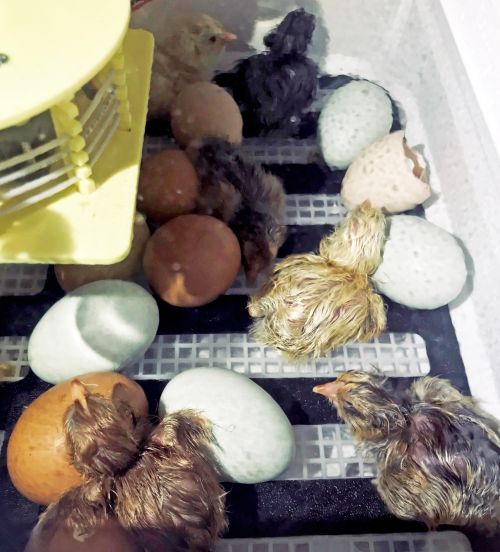 Chicks in an incubator