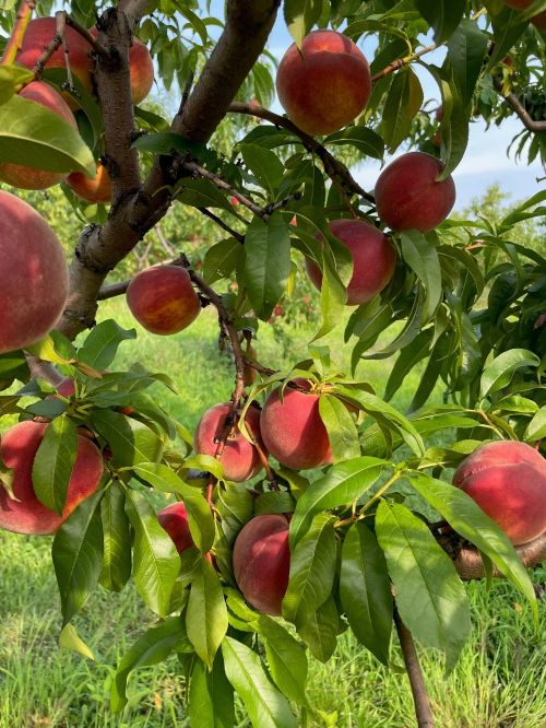 Red peaches hanging from a tree.