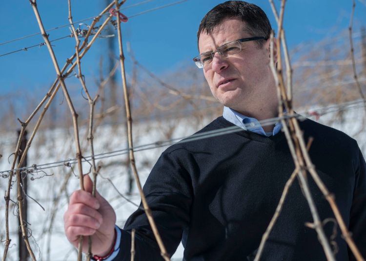 Paolo Sabbatini, MSU professor of horticulture, examines the effects of winter weather on Michigan grapevines