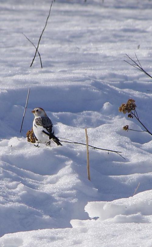 Snowbunting.