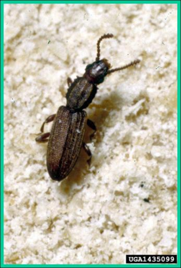 Sawtoothed grain beetle