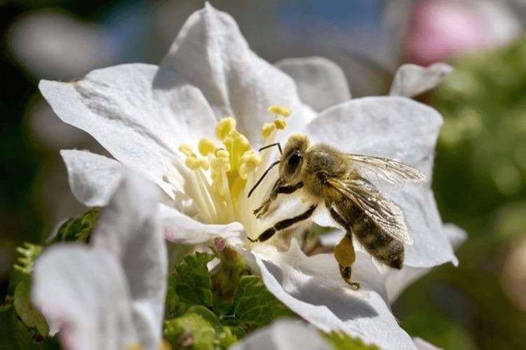Close-up of a honey bee collecting nectar from an open white apple blossom.
