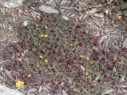  Creeping Woodsorrel4.jpg 